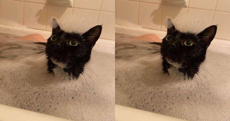 pinterest/thedodo.com